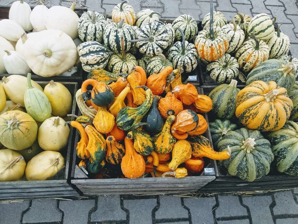 Squash jedzenie: odkryj zdrowe przepisy i korzyści odżywcze